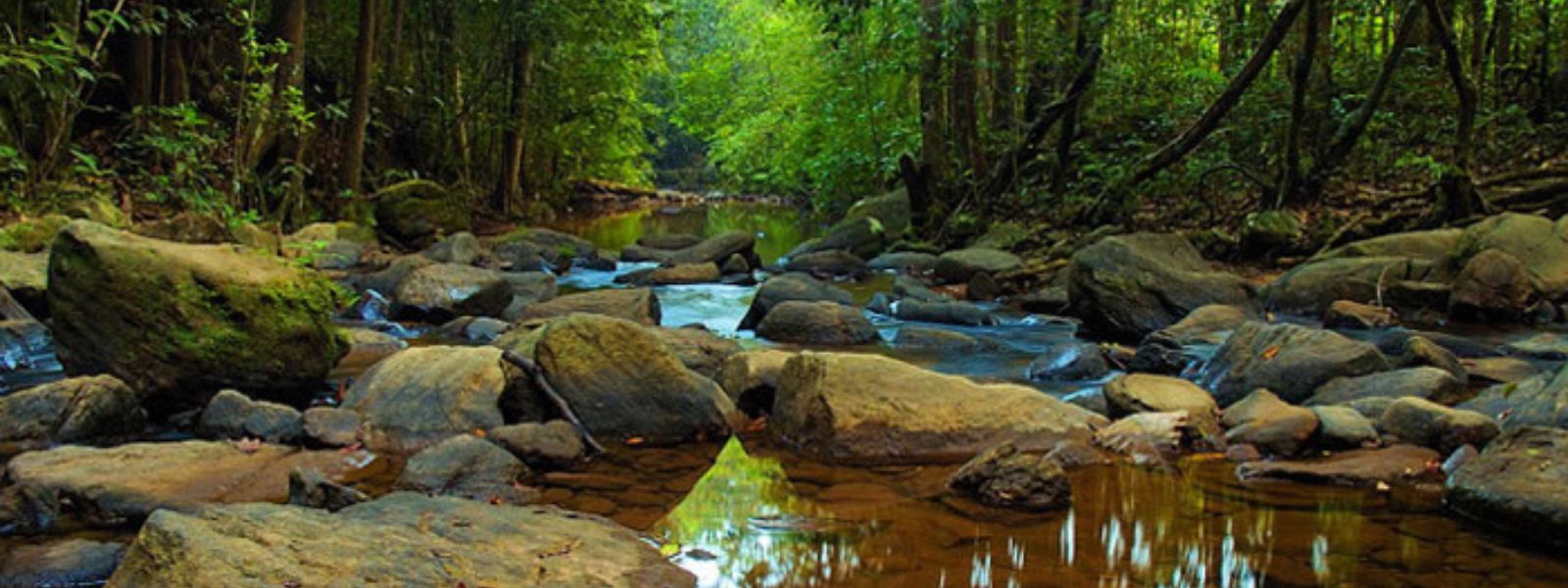 New operation launched to protect Sinharaja Forest